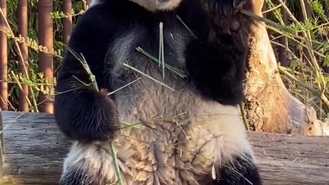 Panda eating food beautiful video 😍😍😍