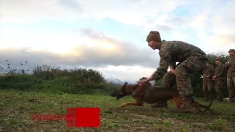 Training with the Best | Military Working Dogs | THE BEST VIDEO