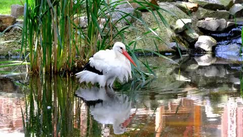 Stork White Stork Bird Animal Plumage Water