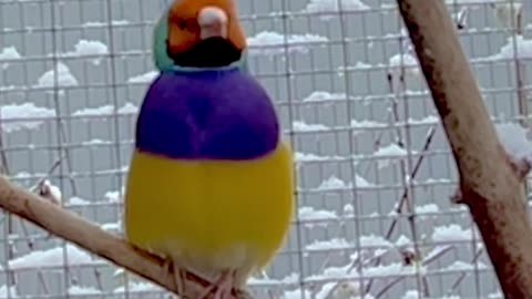 gouldian finch male singing outdoor in snow during Danish winter