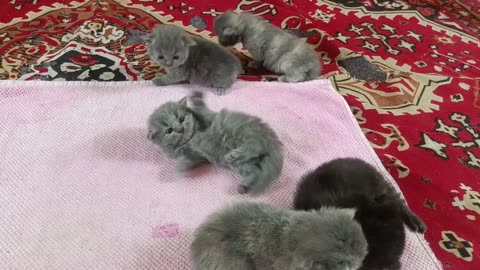 Playtime Fun with Tiny Persian Kittens: Cute Kittens Exploring and Bonding