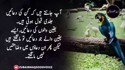 Amazing Collection of urdu quotes | Kin Logon ki Dua Jaldi Qabool Hoti He | Zubair Maqsood Voice