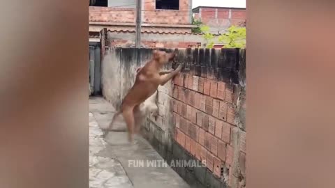 Funny cats and dogs video😂