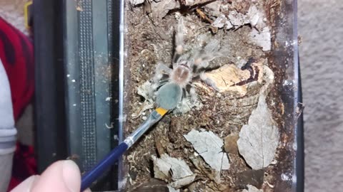 Tarantula Rehouse 2 New World Species