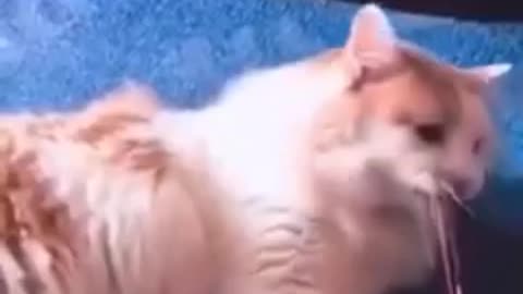 Cat funny video