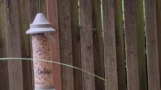 Autumn in the yard, and chickadees eating