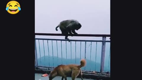 WHO WON???🙀🙀🙀FUNNY VIDEOS MONKEYS AND DOGS ARE FIGHTING 🐕🥊🙈