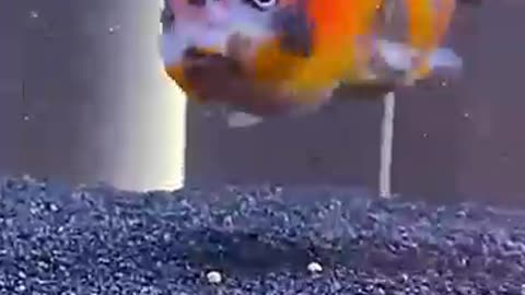 Colorful fish