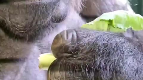 Do you eat the cauliflower leaves too #gorilla #eating #asmr #satisfying