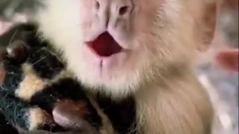 "Hilarious Talking Monkey Mimics Human Voice in Viral Video"