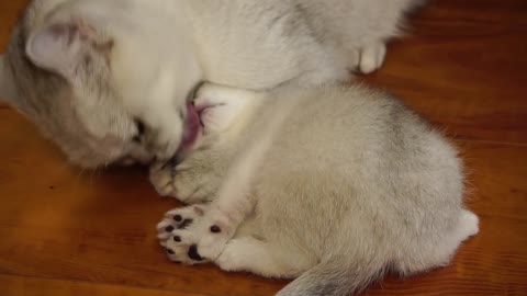 Mother cat cleaning kittens by force