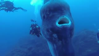 Divers came across this giant Sunfish