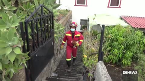 Giant wall of lava spreads across La Palma in the Spanish Canary Islands | ABC News