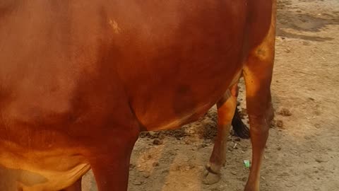 Sahiwal Cow In Pakistan | Sahiwal Cow Price