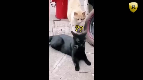 VIRAL FUNNY CAT DOG CLIP