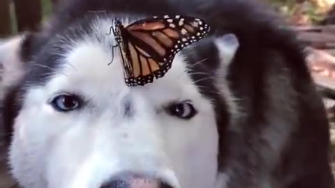 Husky Has Adorable Reaction to Butterfly Landing on Her Nose