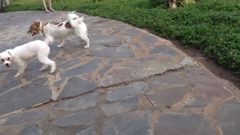 How Dogs React When Seeing Stranger 25 - Running, Barking? | Viral Dog