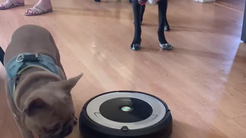 Dog Vomit Gets Instantly Scooped Up by Robot