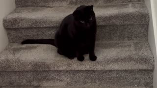 Adopting a Cat from a Shelter Vlog - Cute Precious Piper is a Great Stair Guard