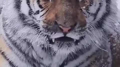 Siberian Tiger in snow #fyp #animals