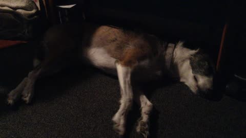 Super cute dog dreaming in his sleep!