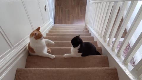 Cat Fight On The Stairs
