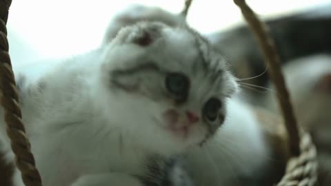 Funny tabby kittens breed Scottish Fold playing in the basket