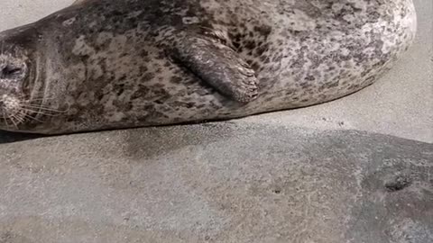 Naptime for this Cute Seal!