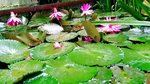 Amazing natural pictures of our pond.