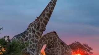 Giraffes