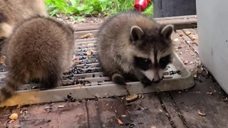 07-08-23 | The Lads Raccoon Vlog-002 | #shorts