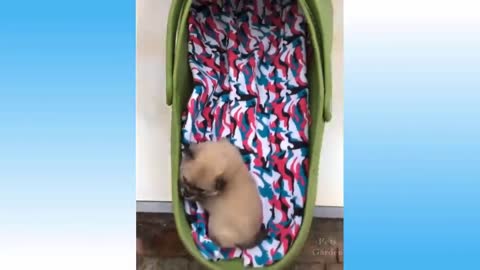 Top Funny Cat Videos of The Weekly - TRY NOT TO LAUGH #1