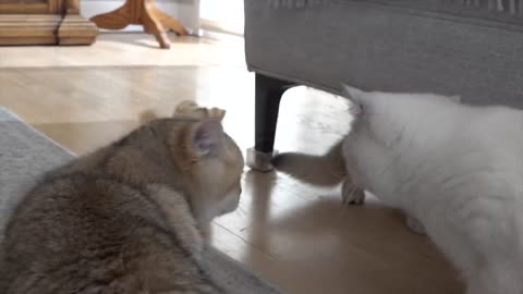 British shorthair cat Apollo and his kittens walking and playing with a tiny chicken