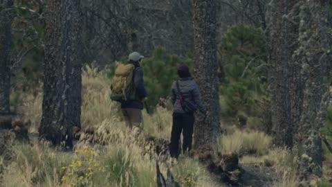 Lovers walking through a forest