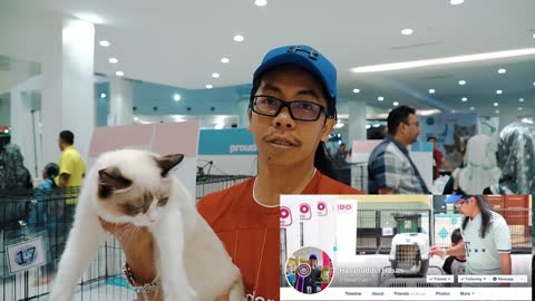 Best Ragdoll Cat Malaysia