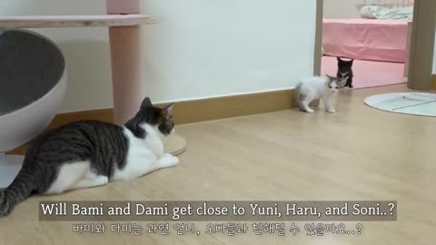 The Big Cat is Really Strict With Two Rescued Kittens │ Episode.20