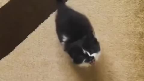 Watch this funny cat video