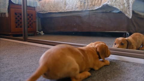 A dog fights with his reflection in the mirror