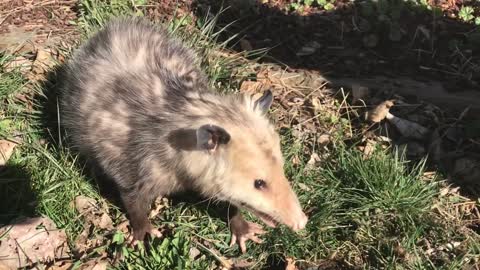 Petting my new possum friend Eddie