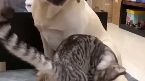 Dog and cat Funny videos and Best dog funny video