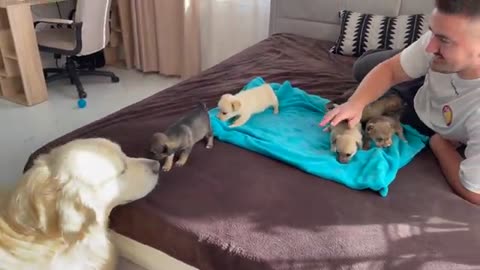 Dog goes crazy on seeing her puppies!