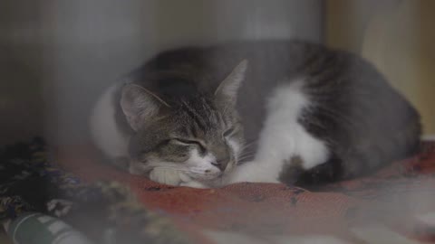 Cat laying in kennel cage resting