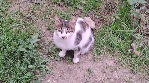 Cute and beautiful cat walking in the yard. Soothing cat video.