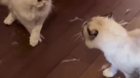 Dog & cat fights