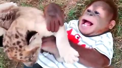 Tiger and monkey playing together