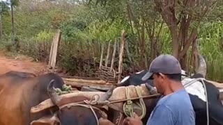 CARRO DE BOI | RAIZES DO REI | BRASIL BR