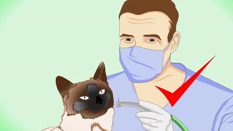 How to Groom a Siamese Cat!