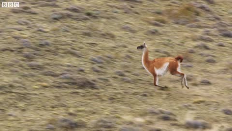 Puma takes on Guanaco 3 Times Her Weight Seven Worlds One Planet BBC Earth