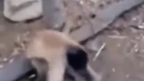 Funny DOGS vs MONKEYS