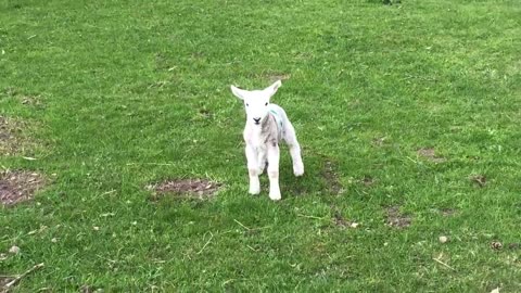 Cute baby lamb has a loud baa
